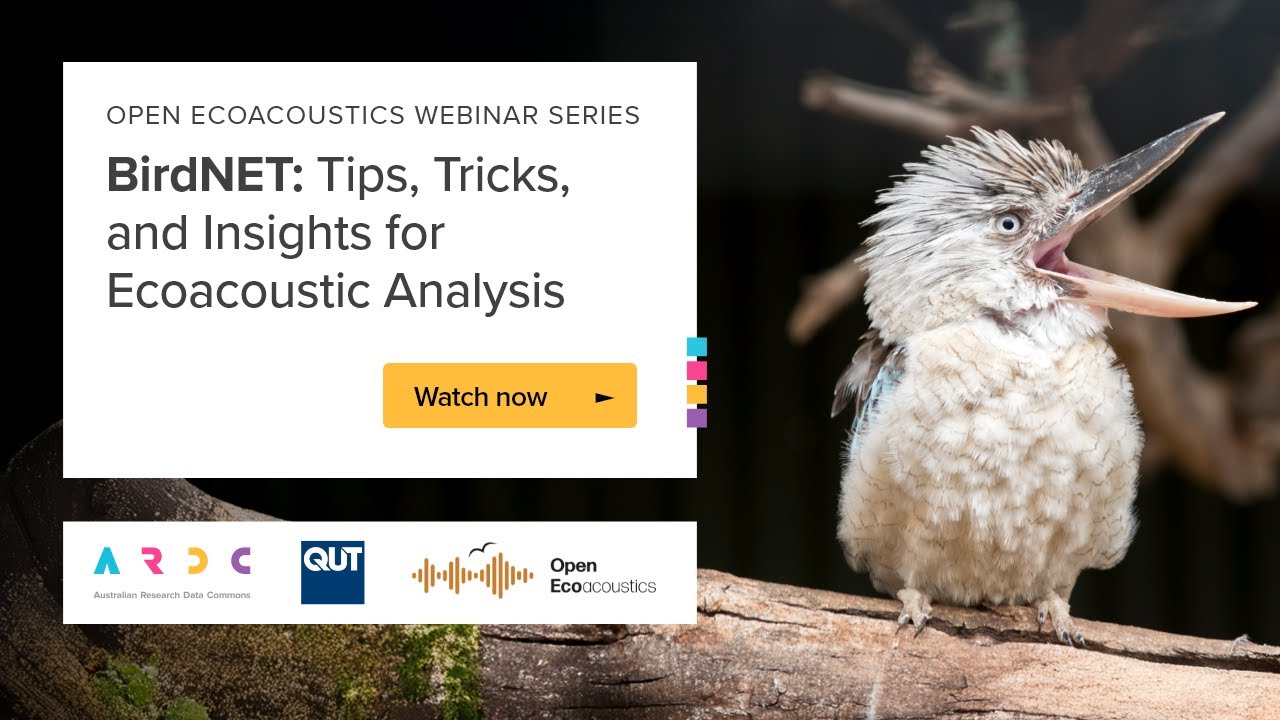 BirdNET : Tips, Tricks, and Insights for Ecoacoustic Analysis