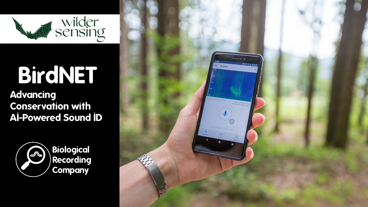 BirdNET: Advancing Conservation with AI Powered Sound ID